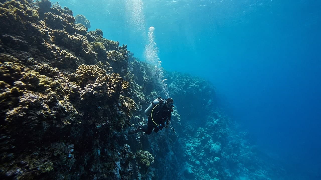 A diver descending along a Red Sea reef wall.